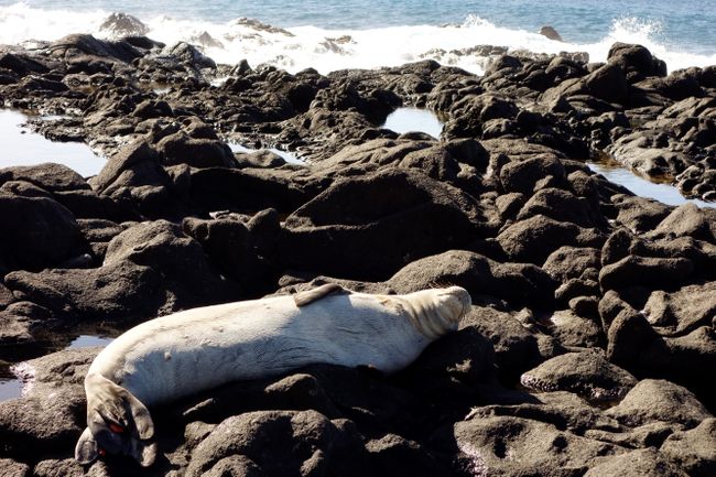Seals sunbathing on the west coast