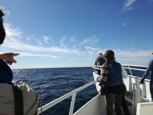 Tag 2: Whale watching in Cape Cod (Provincetown) - Providence - New Haven