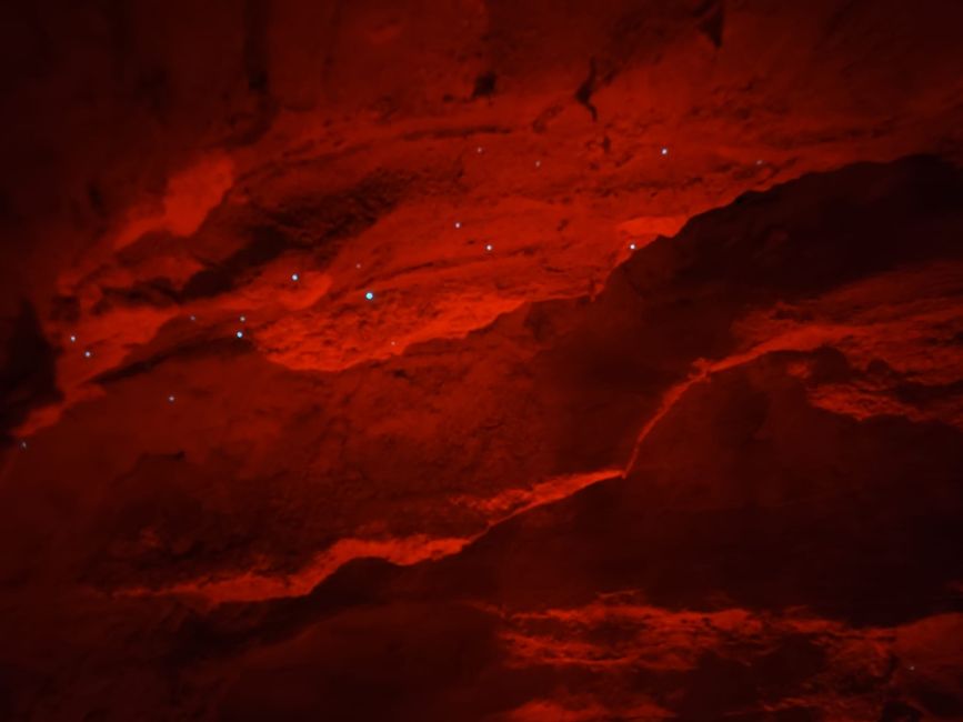 Glühwürmchen in der Ruakuri Cave