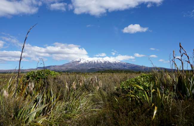 Blick auf Mt Ruapehu (sahen wir auf unserer Wanderung leider nicht)