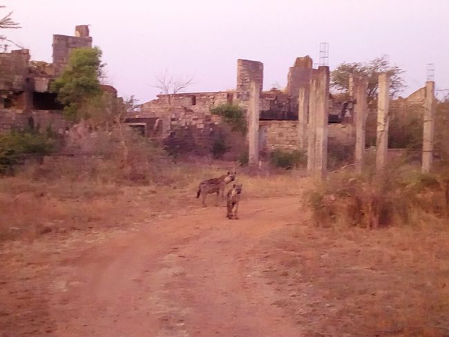 Hyenas in front of the ruins of Idi Amin's lodge
