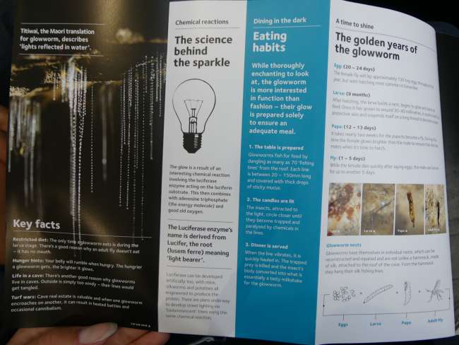 Infos zu den Glowworms auf dem Flyer