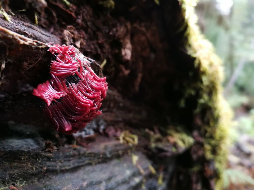 die farbenfrohe Pilzwelt Tasmaniens