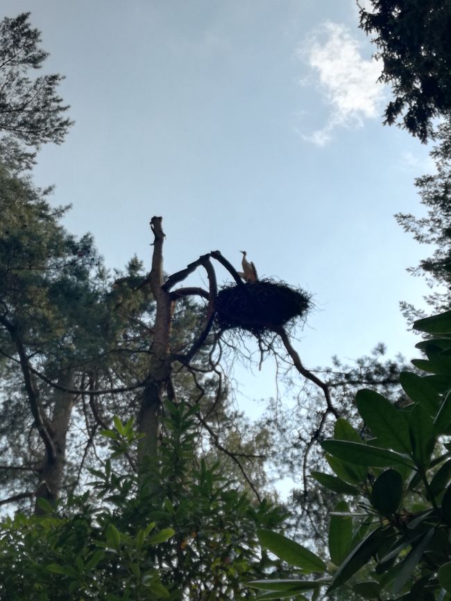 Ein Storchennest im Geäst