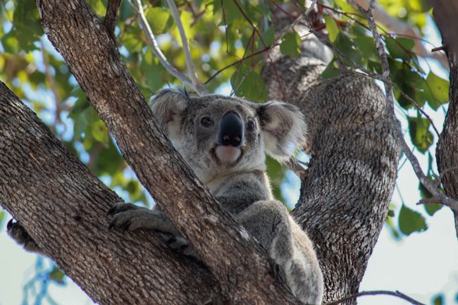 One of many cute koalas ...