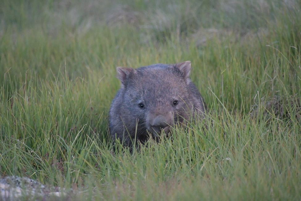 Mt.Buffalo NP - Wombat