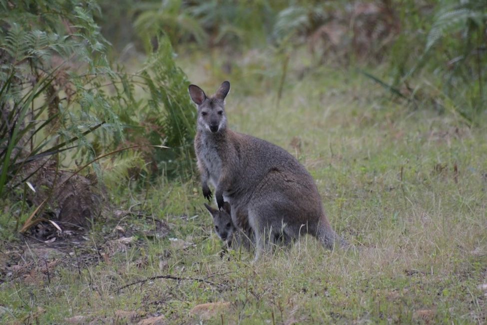 Glenelg River NP - Kangaroo