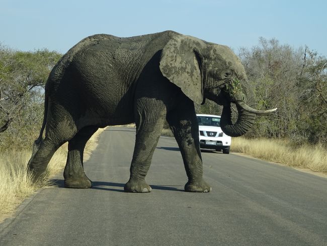 Kruger Nationalpark, Südafrika