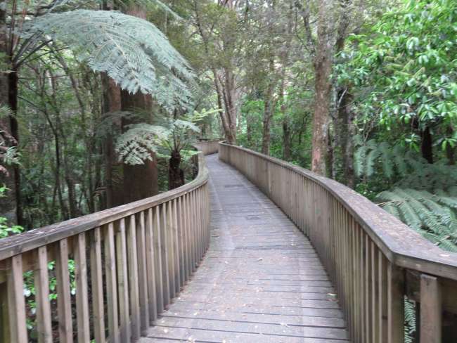 Path through old kauri trees