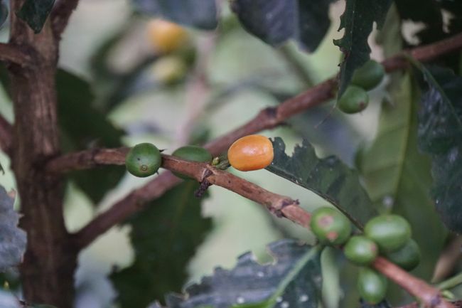 In the coffee triangle of Colombia - Salento