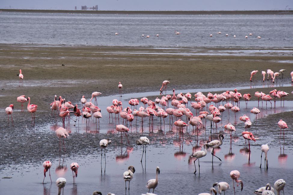 Flamingos in the Walvis Bay Lagoon