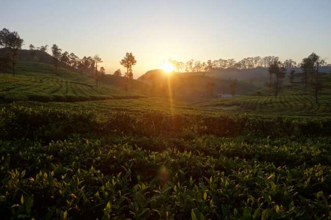 Sunrise over Lipton's tea plantations