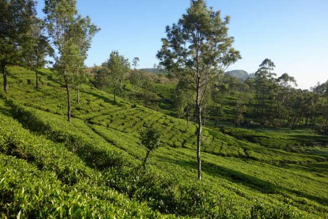 Evergreen tea plantations