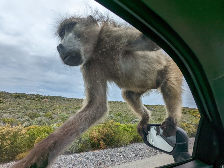 Cape Point Route 165 km