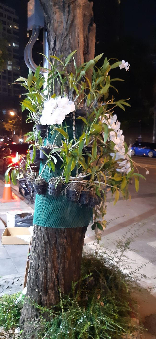 The trees in Thonglor in Bangkok are decorated with orchids