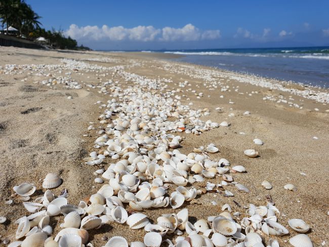 Muscheln am Strand von Hoi An