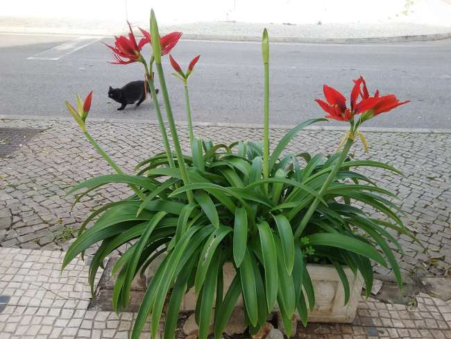 The amaryllis is growing out here