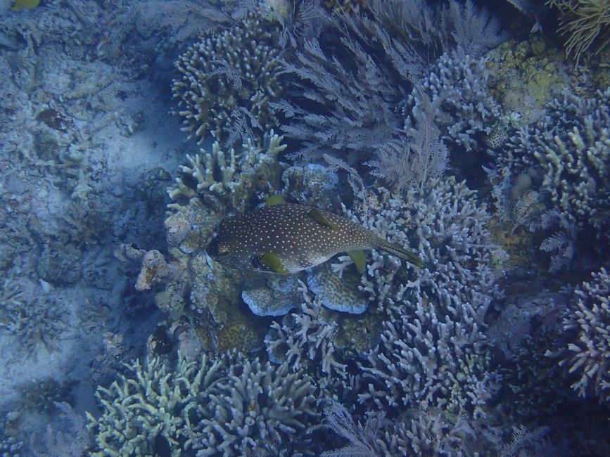 Snorkeling in Bunaken NP - Corals
