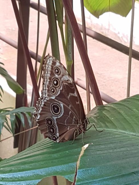 Butterfly garden in the National Museum