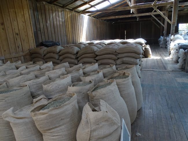 grüne Kaffeebohnen fertig für den Export (die Röstung erfolgt bei den Abnehmern)
