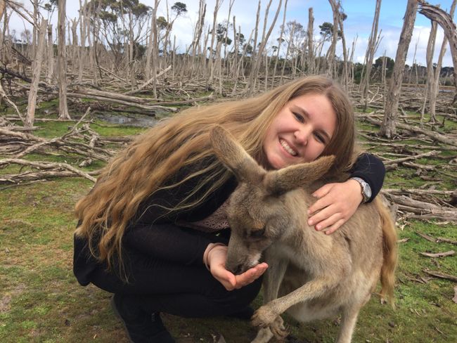 Kängurus kuscheln auf Phillip Island