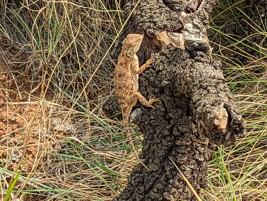 Bartagame