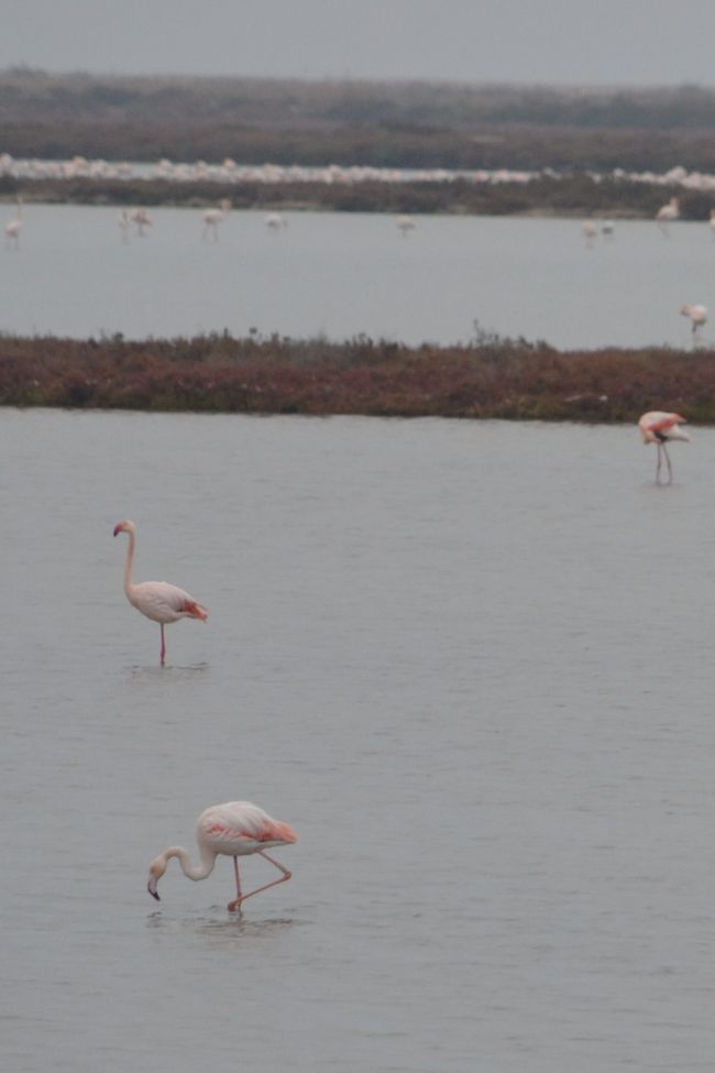 #43 A Delta full of flamingos, rice fields, and a desert