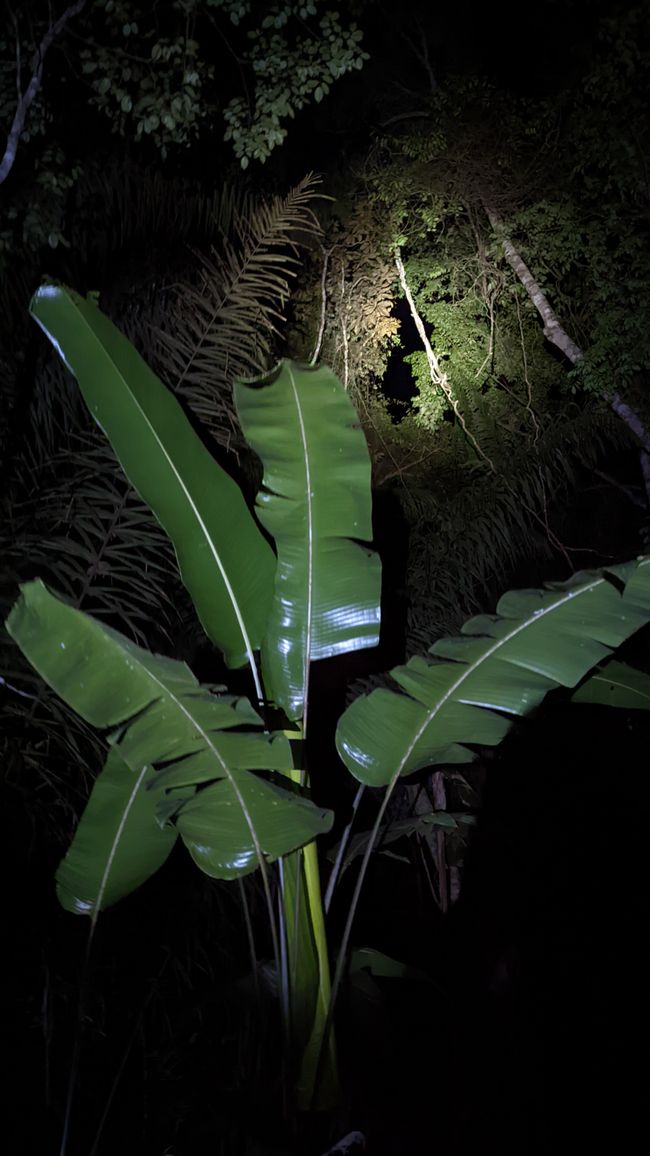 1. Tag Amazonas Dschungel
