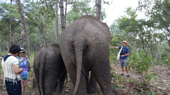 23 and 24 November. A day with elephants