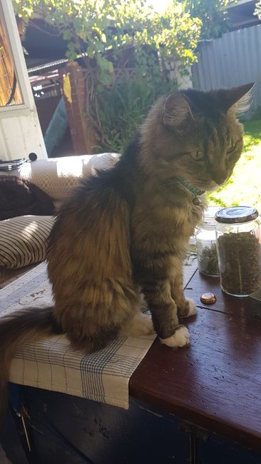 28.03.2019: Beim Frühstück saß Puss auf dem Tisch. 