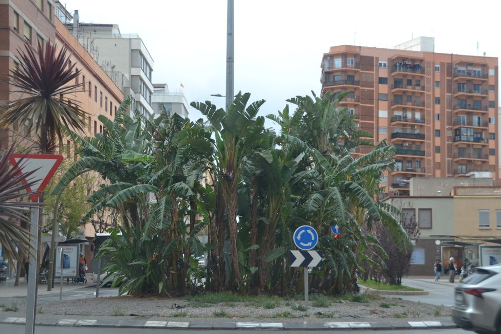 Bananenstauden auf einem Kreisel in Castellón 