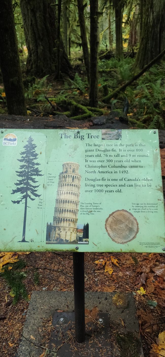 Der größte Baum im "Big Trees Park"