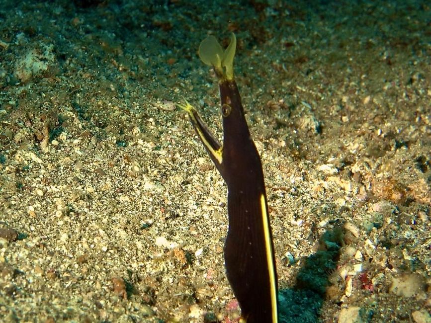 Ghost moray eel