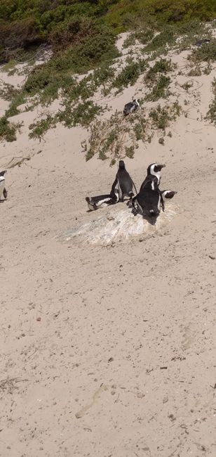 Penguin Colony in Cape Town