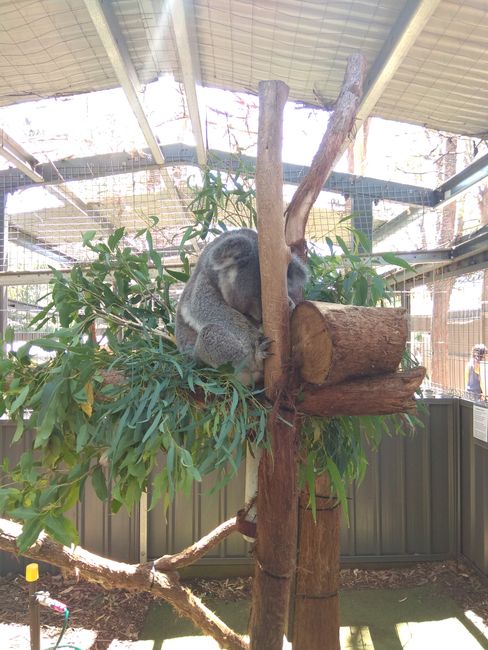 Besuch im Koala Sanctuary