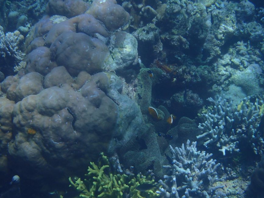 Snorkeling in Bunaken NP - Anemonefish