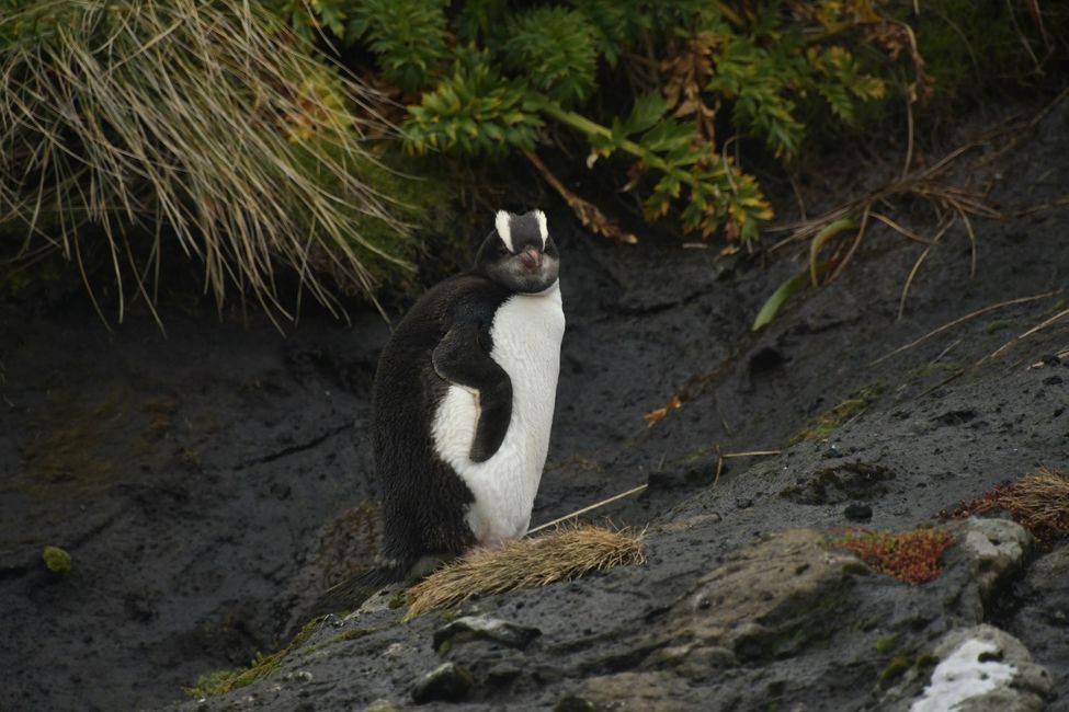Campbell Islands - Royal Penguin