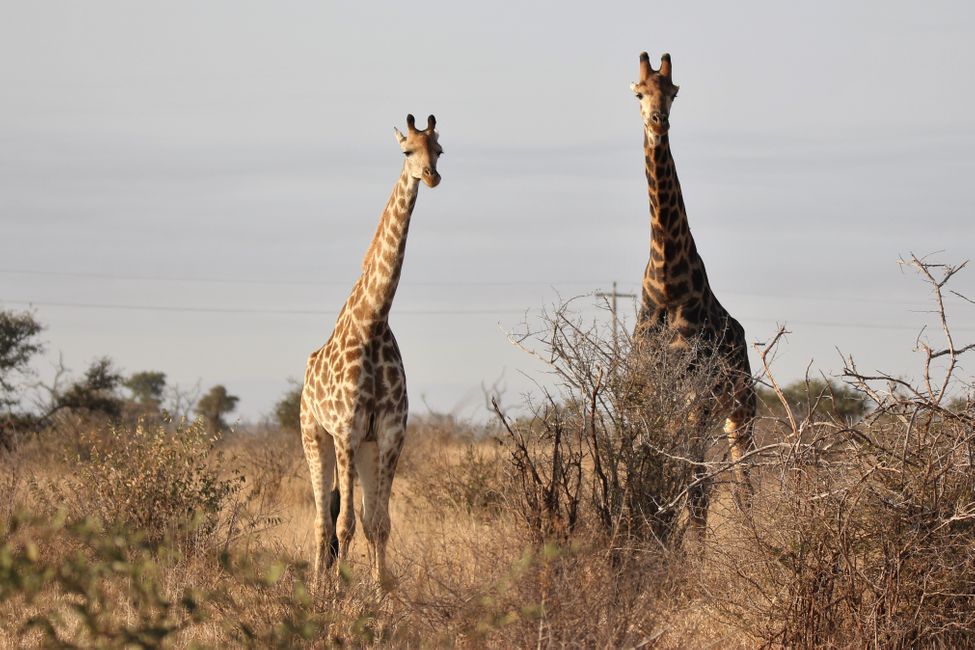 Día 17: Exploramos o sur de Kruger NP