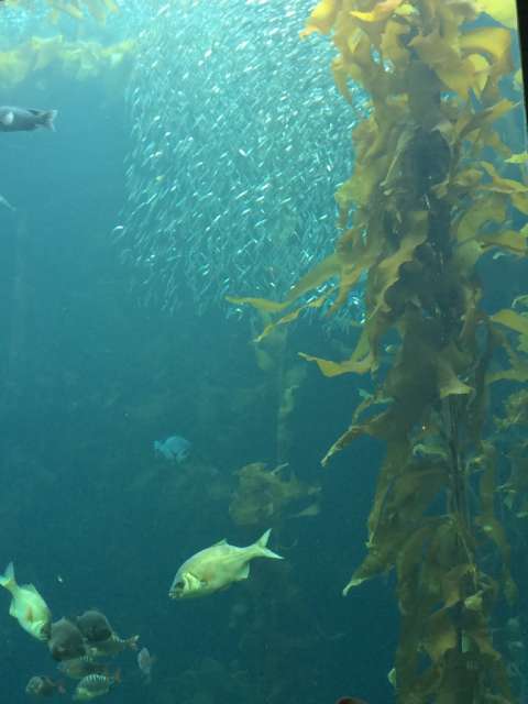Monterey Aquarium & 17 Mile Drive