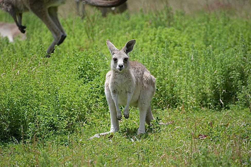 Warrandyte NP - Kangaroo