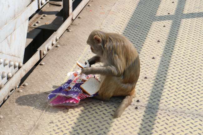 Mean monkey stole my bread