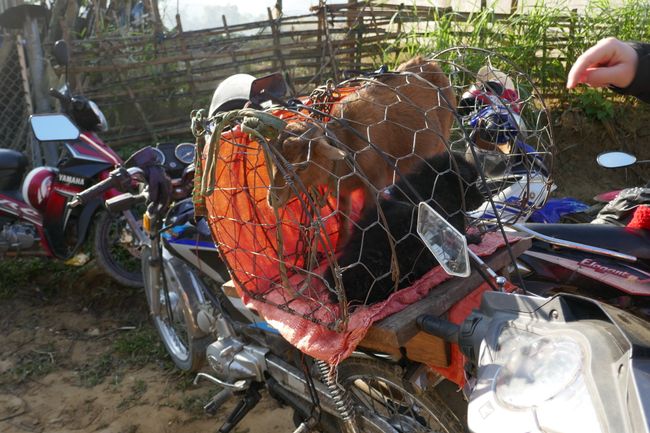 越南：越南北部助力車之旅