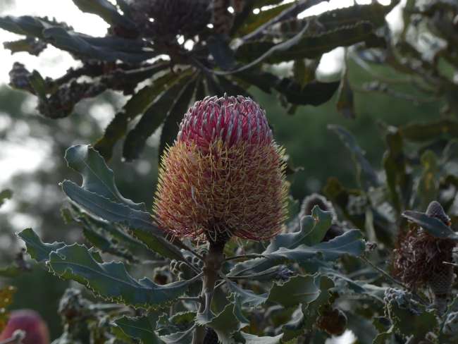 Eine der vielen Banksia-Arten