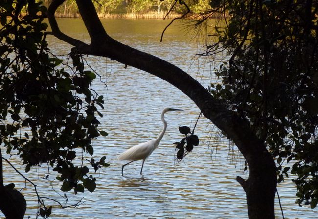 White heron at The Entrance