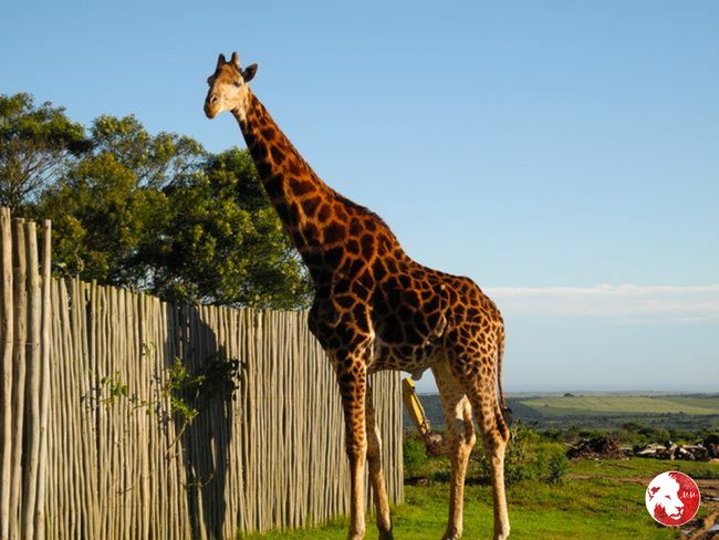 Die 1.  Giraffe 