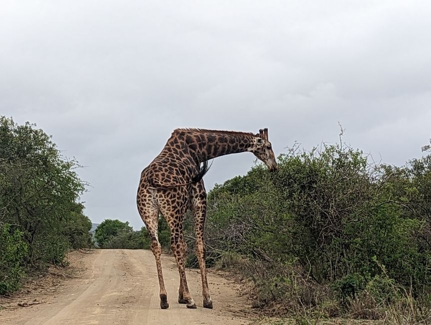 🦒