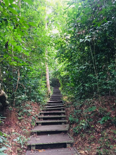 Path in the jungle so you don't get lost