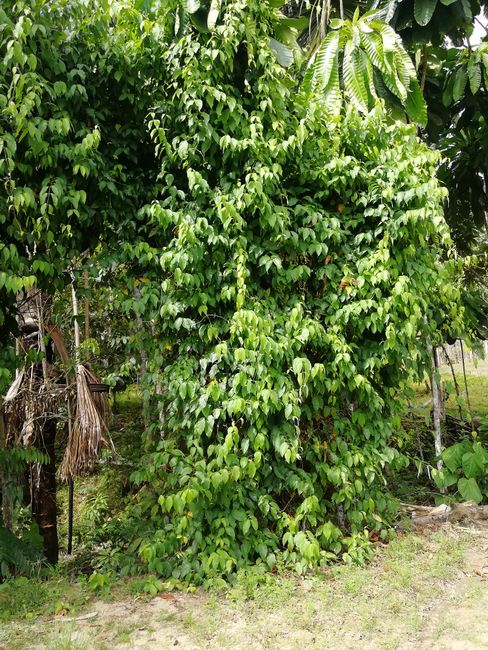 Ayahuasca Baum