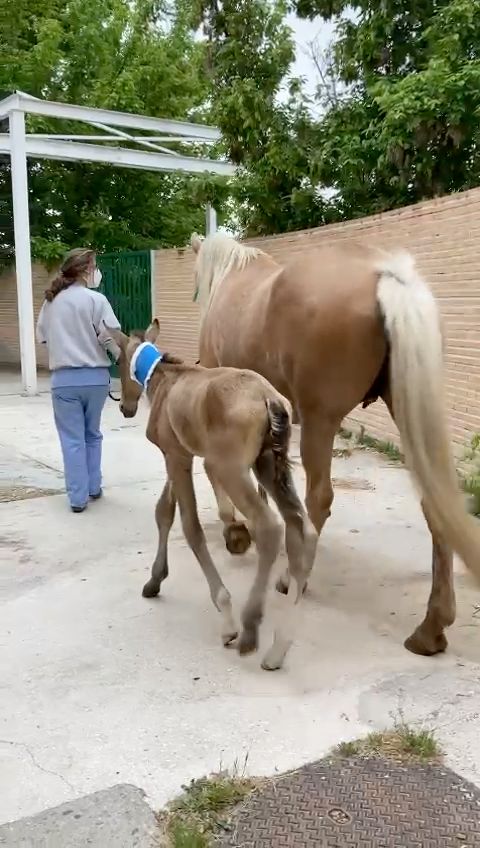 Hypothermic foal with mom at the clinic