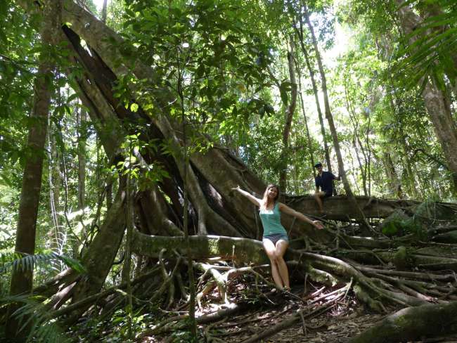 In the Mossman Rainforest on a large fig tree